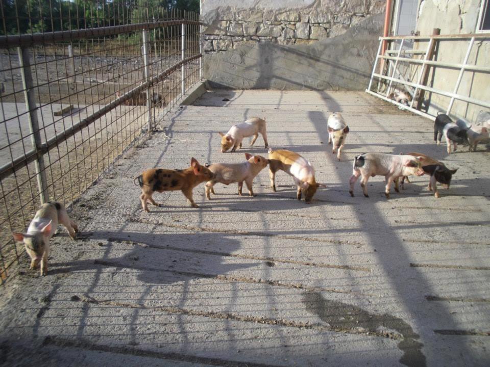 Agriturismo Agrifoglio San Giovanni Suèrgiu Eksteriør billede