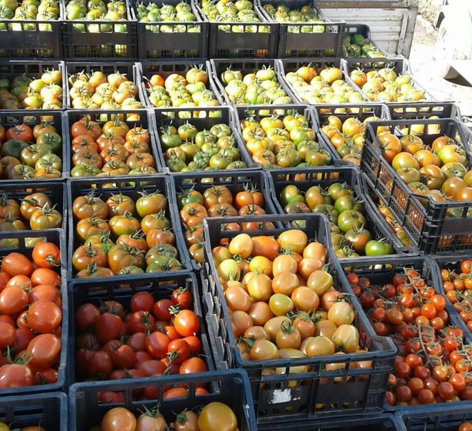 Agriturismo Agrifoglio San Giovanni Suèrgiu Eksteriør billede