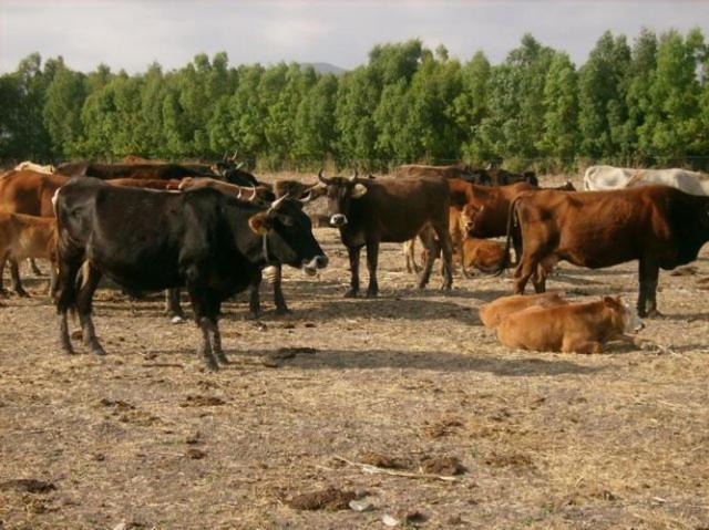 Agriturismo Agrifoglio San Giovanni Suèrgiu Eksteriør billede