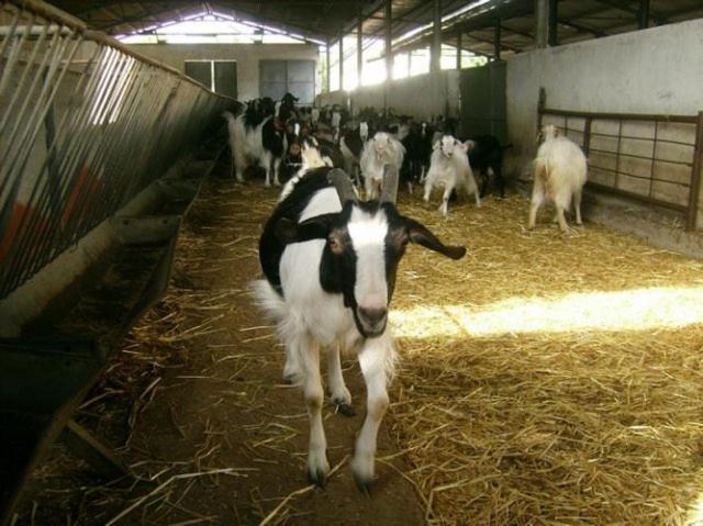 Agriturismo Agrifoglio San Giovanni Suèrgiu Eksteriør billede