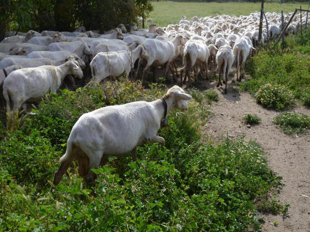 Agriturismo Agrifoglio San Giovanni Suèrgiu Eksteriør billede
