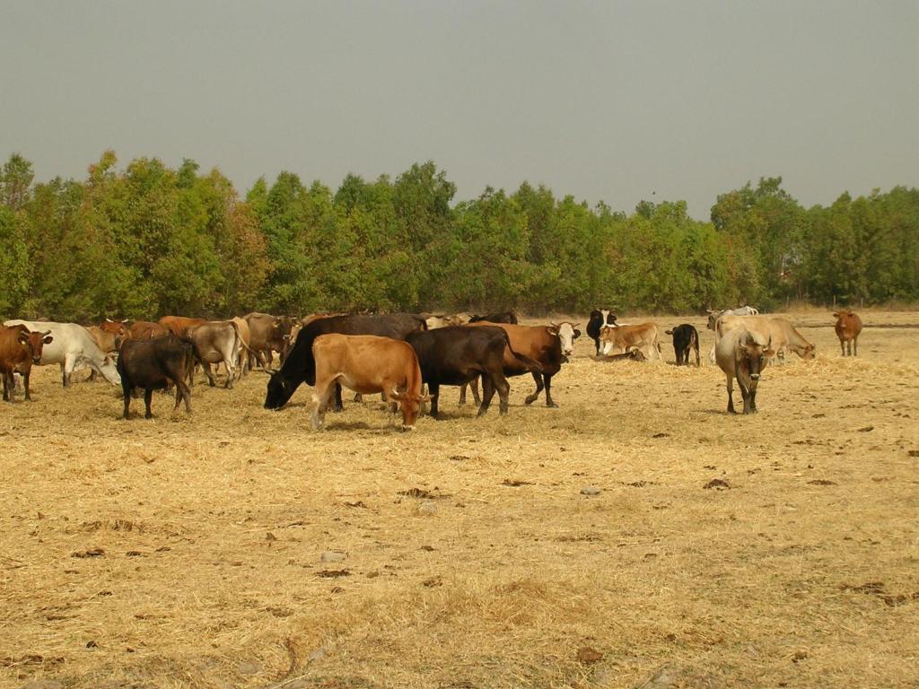 Agriturismo Agrifoglio San Giovanni Suèrgiu Eksteriør billede