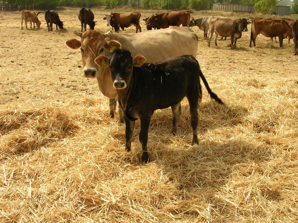 Agriturismo Agrifoglio San Giovanni Suèrgiu Eksteriør billede